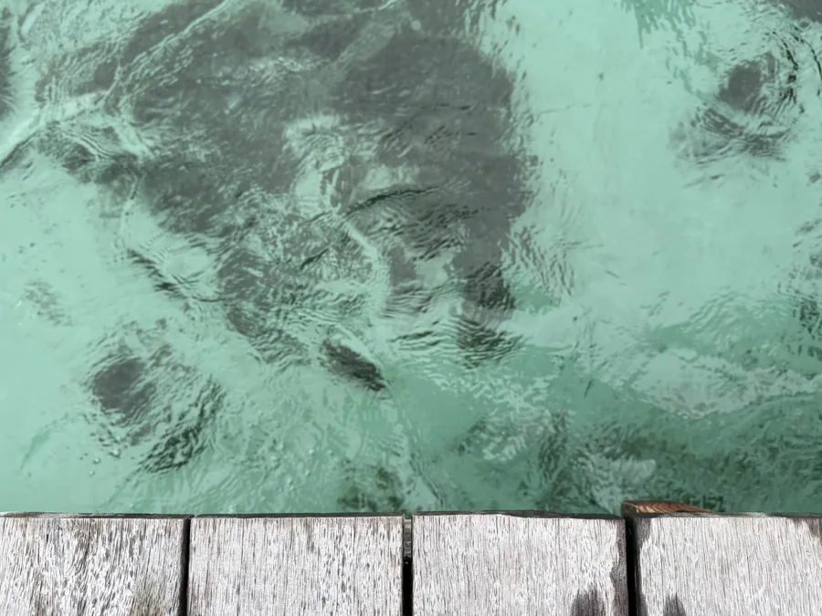A photo looking straight down from a wooden dock into clear turquoise water, with dark reef shapes visible below the surface