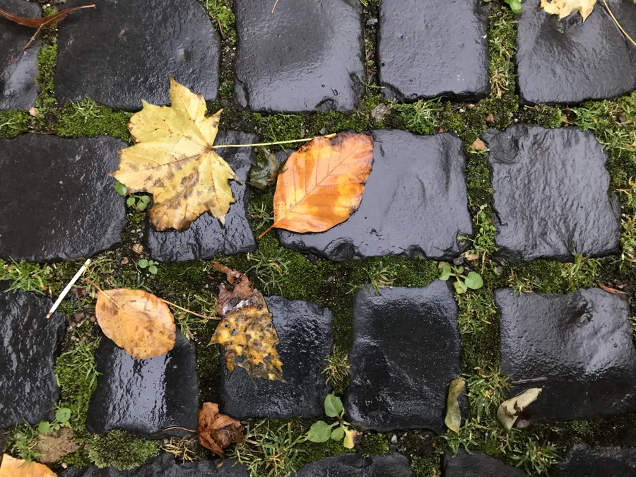 A close-up photo of fallen autumn leaves on wet, moss-lined cobblestones
