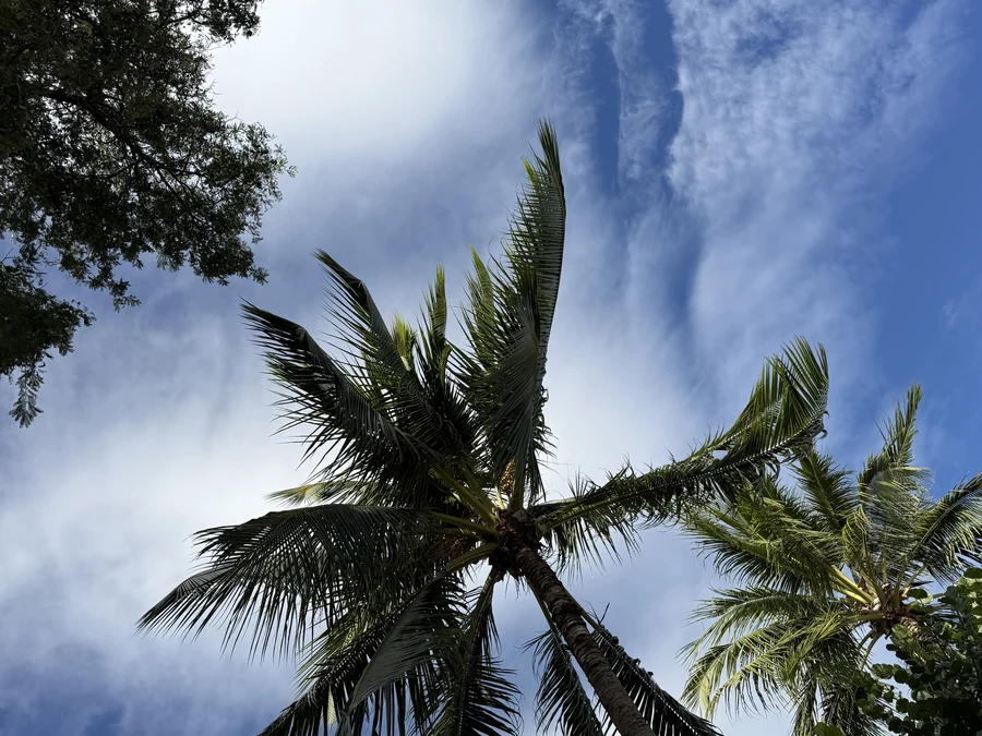 A photo looking straight up through palm fronds and tree branches at a bright blue sky with soft clouds